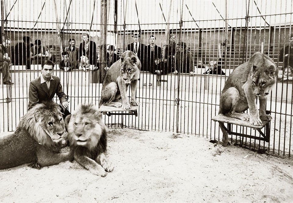 Trolle senior i en lejonbur.